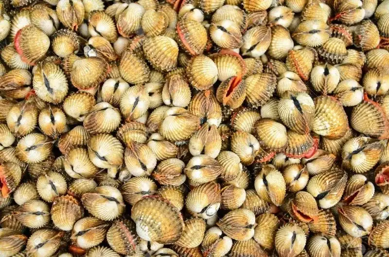 Tegillarca granosa хясаа